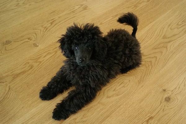 Oak Village Matt lacquered 1-strip engineered parquet